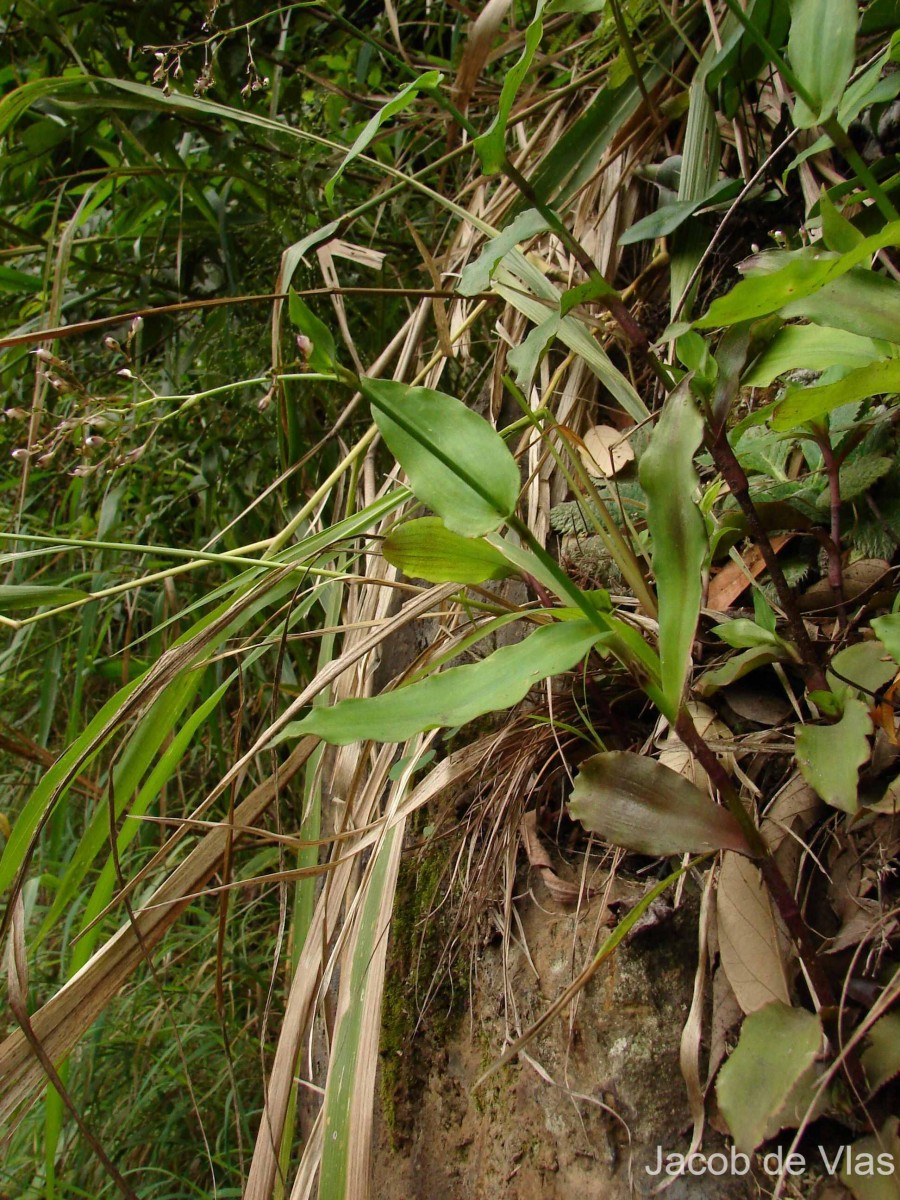 Murdannia zeylanica (C.B.Clarke) G.Brückn.